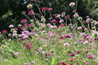 Mazedonische Witwenblume 'Melton Pastels' - Knautia macedonica 'Melton Pastels'