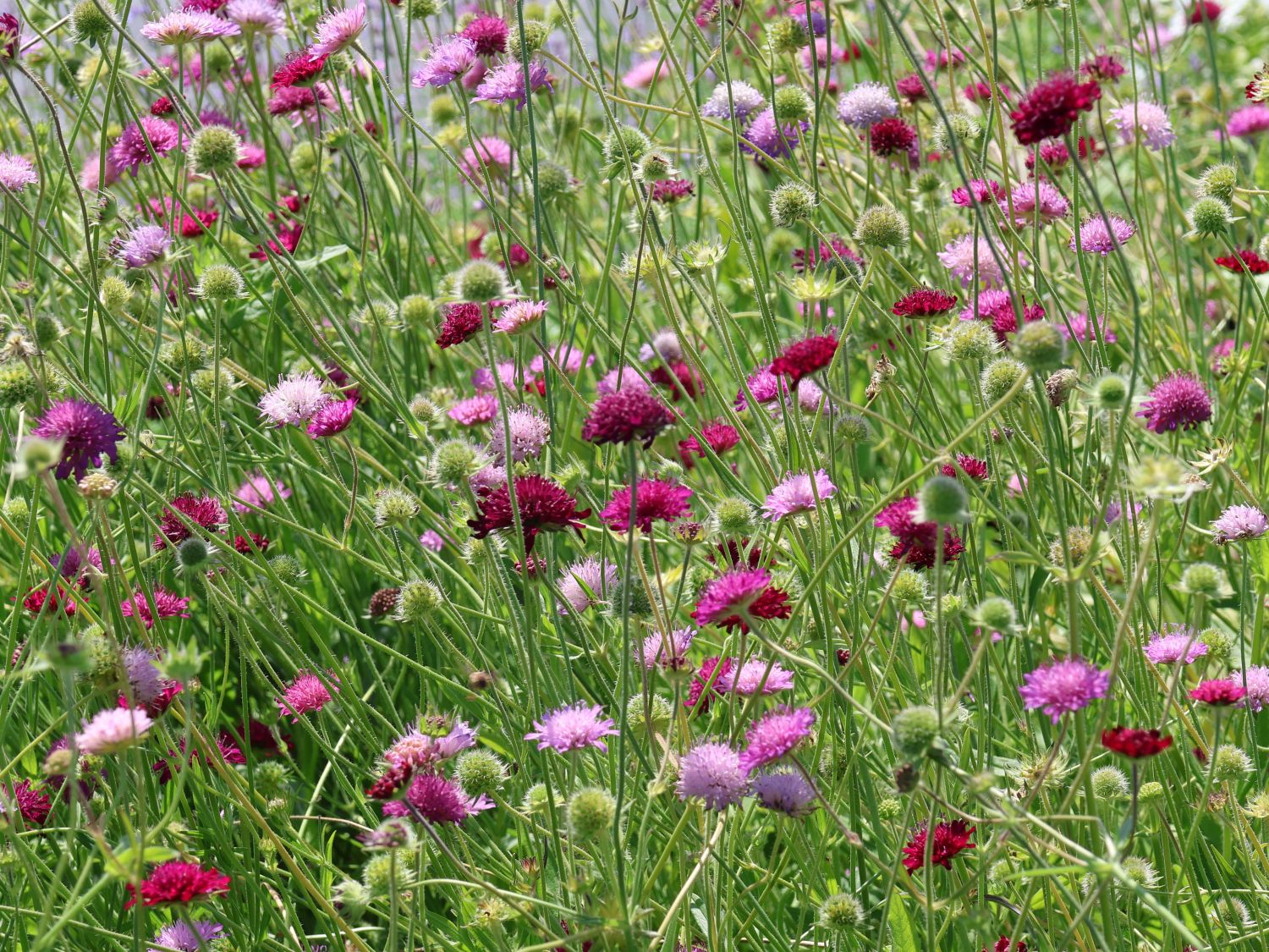 Mazedonische Witwenblume 'Melton Pastels' - Knautia macedonica 'Melton Pastels'