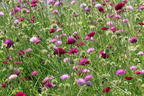 Mazedonische Witwenblume 'Melton Pastels' - Knautia macedonica 'Melton Pastels'