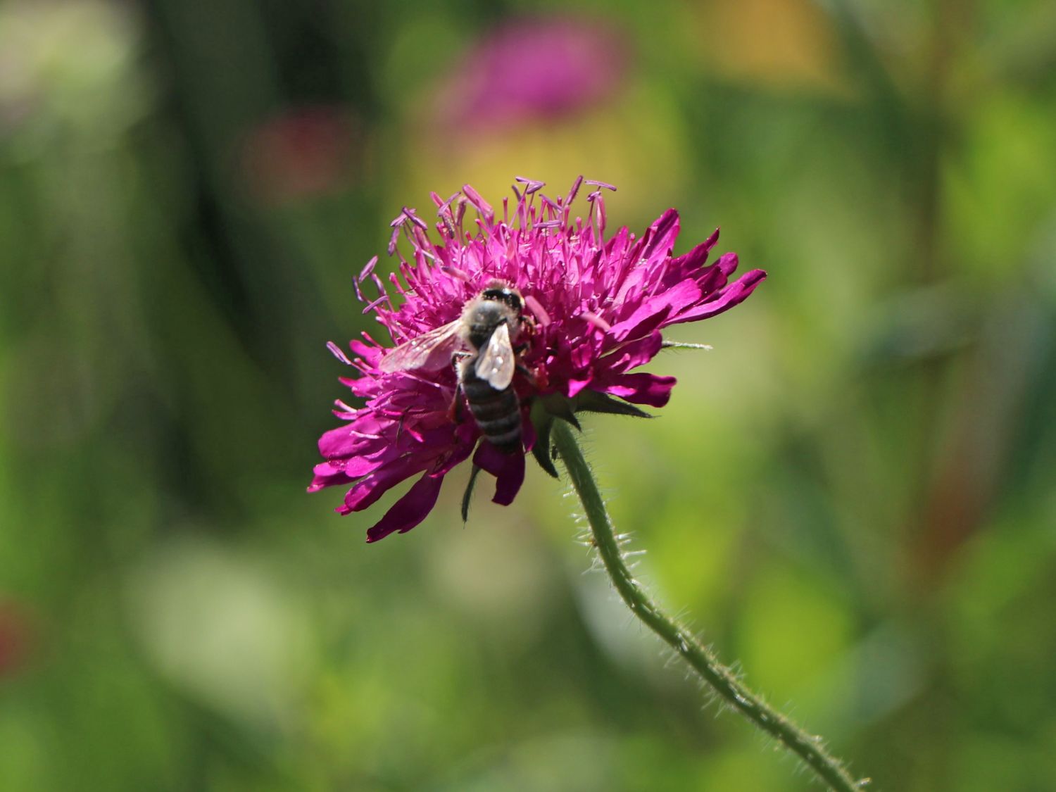 Mazedonische Witwenblume 'Melton Pastels' - Knautia macedonica 'Melton Pastels'