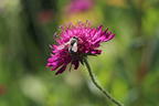 Mazedonische Witwenblume 'Melton Pastels' - Knautia macedonica 'Melton Pastels'