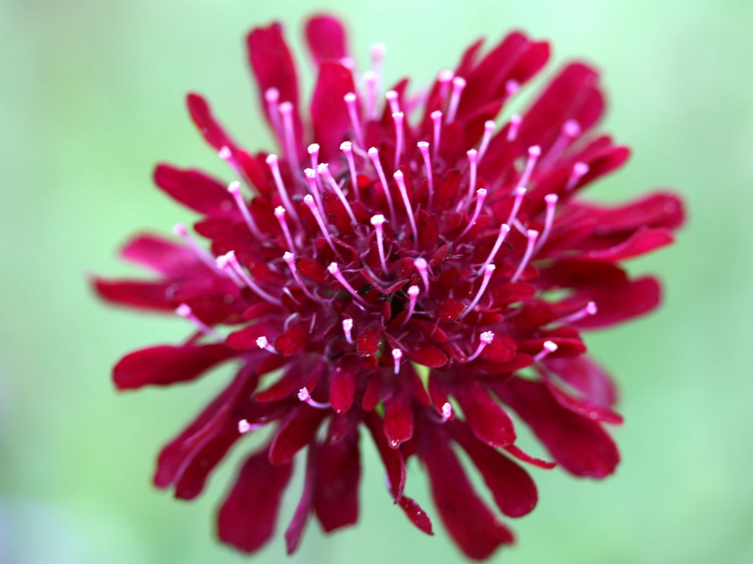 Mazedonische Witwenblume 'Red Knight' - Knautia macedonica 'Red Knight'