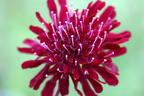 Mazedonische Witwenblume 'Red Knight' - Knautia macedonica 'Red Knight'