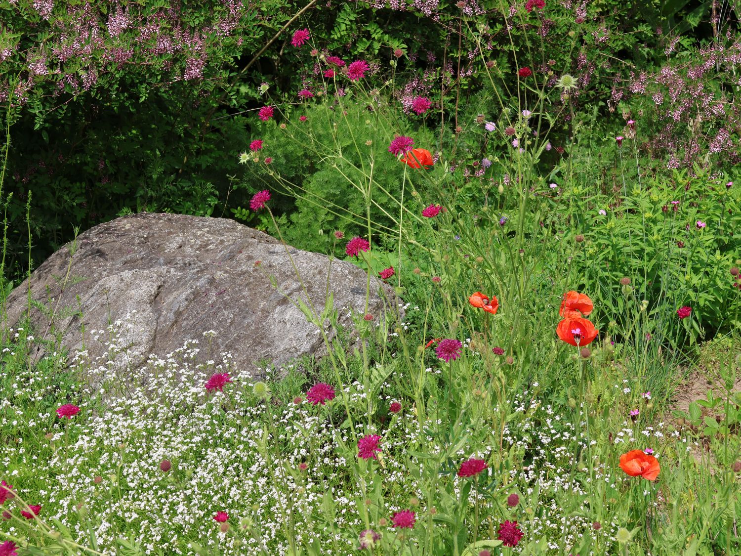 Mazedonische Witwenblume 'Red Knight' - Knautia macedonica 'Red Knight'