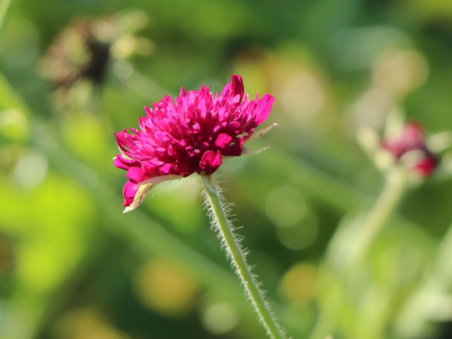 Mazedonische Witwenblume 'Thunder and Lightning' - Knautia macedonica 'Thunder and Lightning'