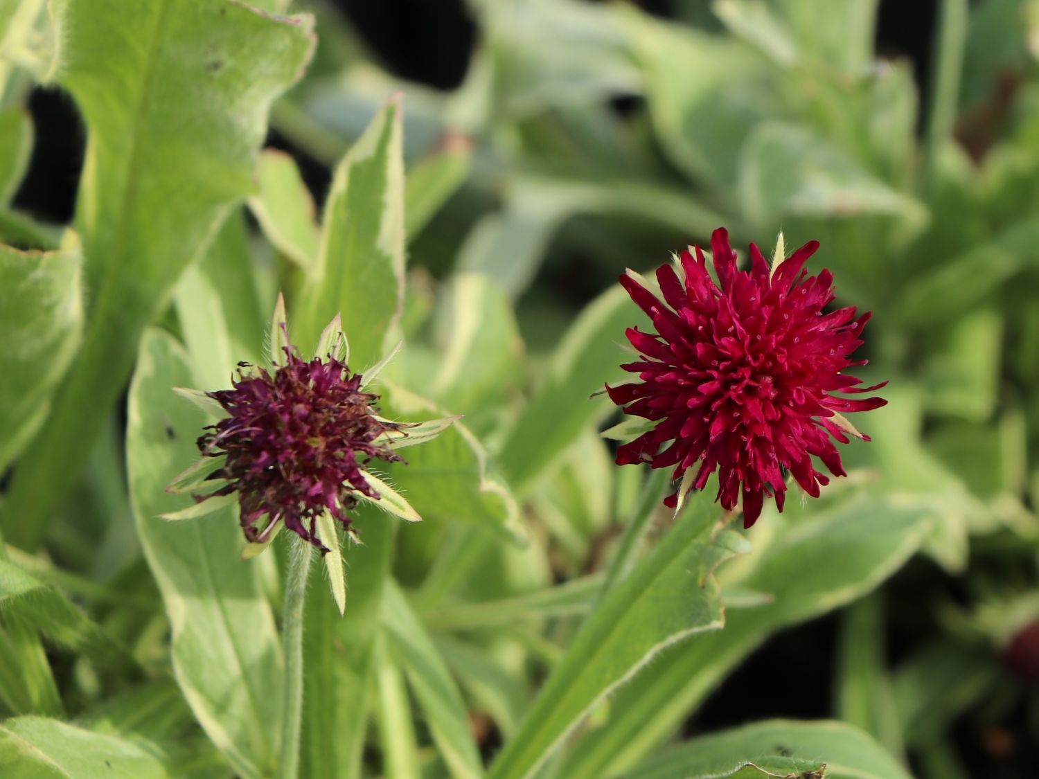 Mazedonische Witwenblume 'Thunder and Lightning' - Knautia macedonica 'Thunder and Lightning'