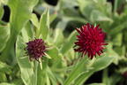 Mazedonische Witwenblume 'Thunder and Lightning' - Knautia macedonica 'Thunder and Lightning'