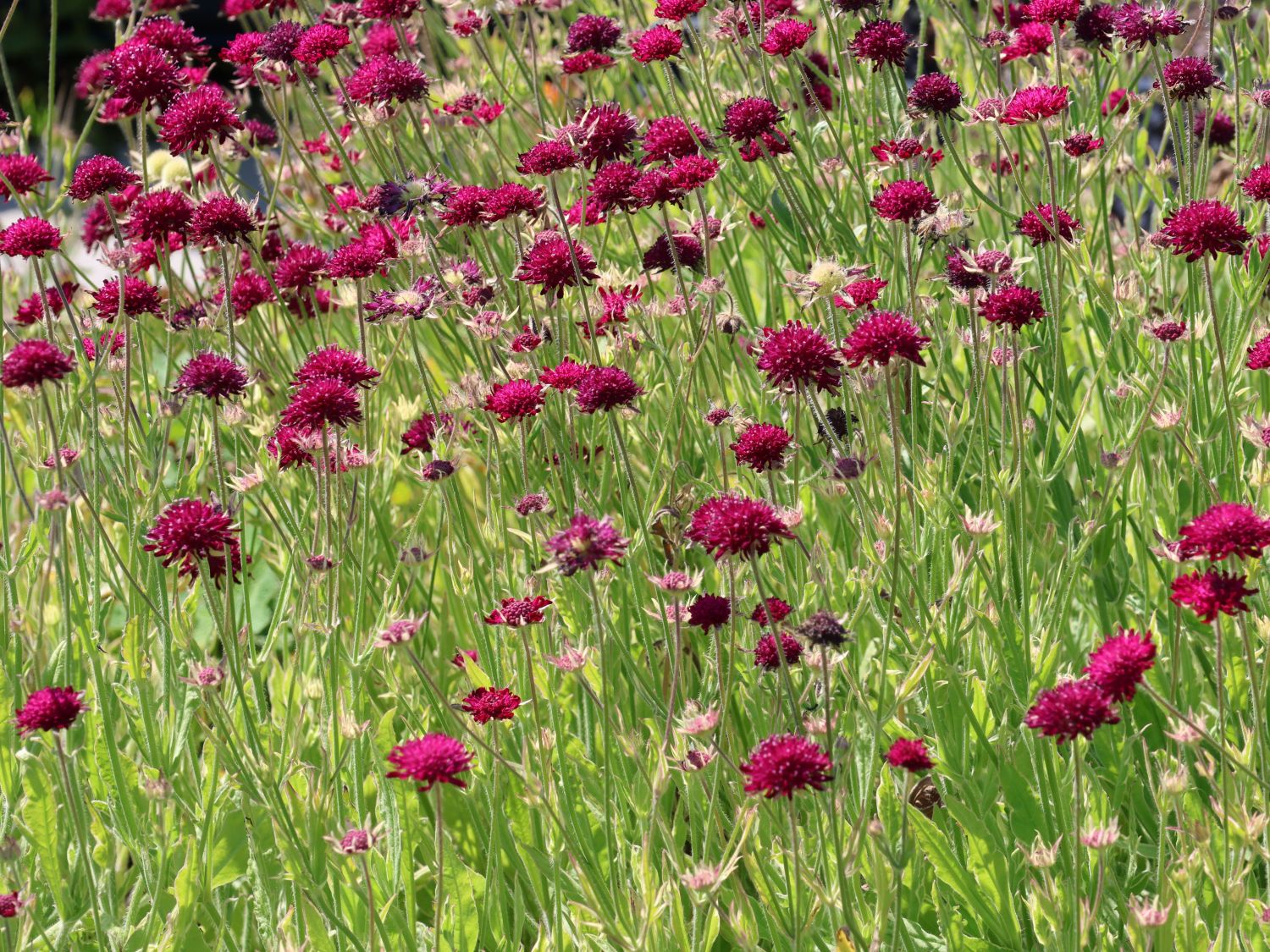 Mazedonische Witwenblume 'Thunder and Lightning' - Knautia macedonica 'Thunder and Lightning'