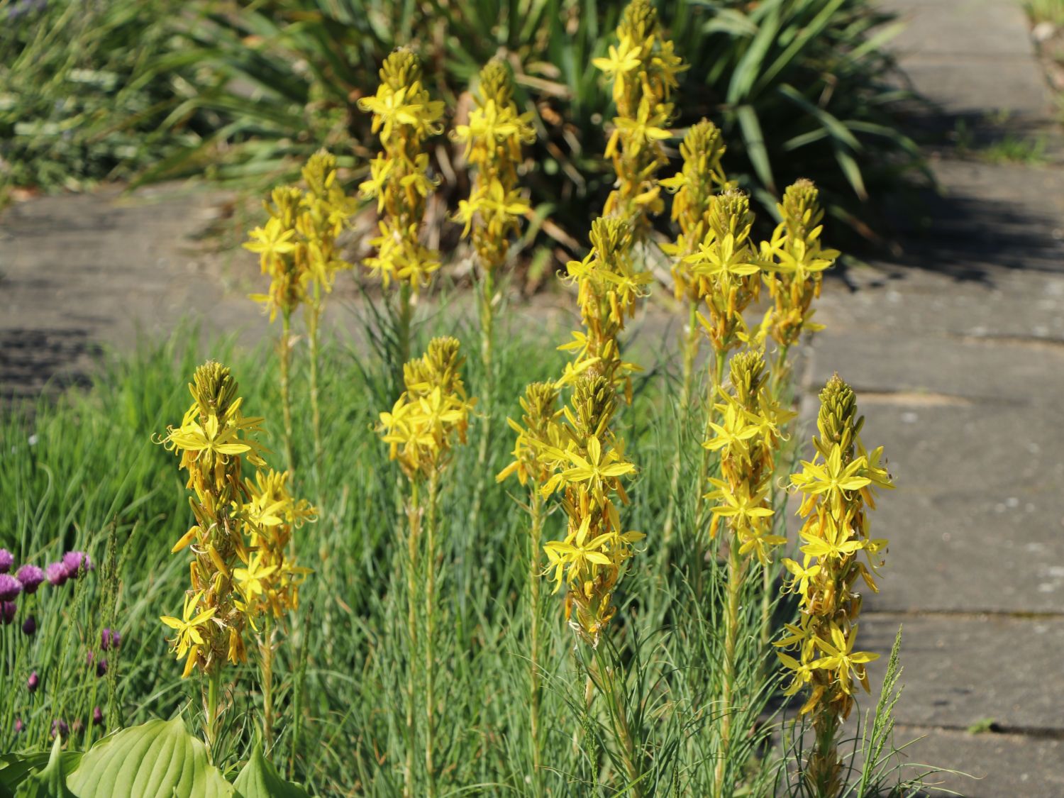 Junkerlilien (Asphodeline)