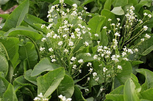 Meerrettich - Armoracia rusticana