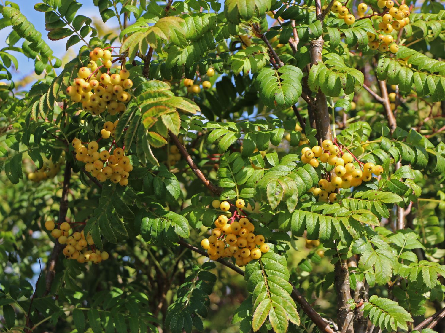 Mehlbeere 'Sunshine'