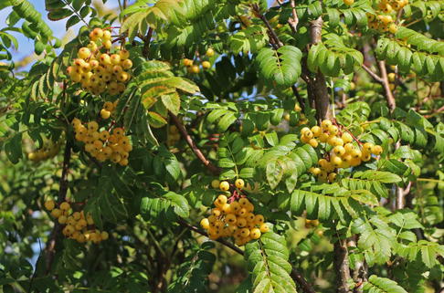 Mehlbeere 'Sunshine' - Sorbus 'Sunshine'