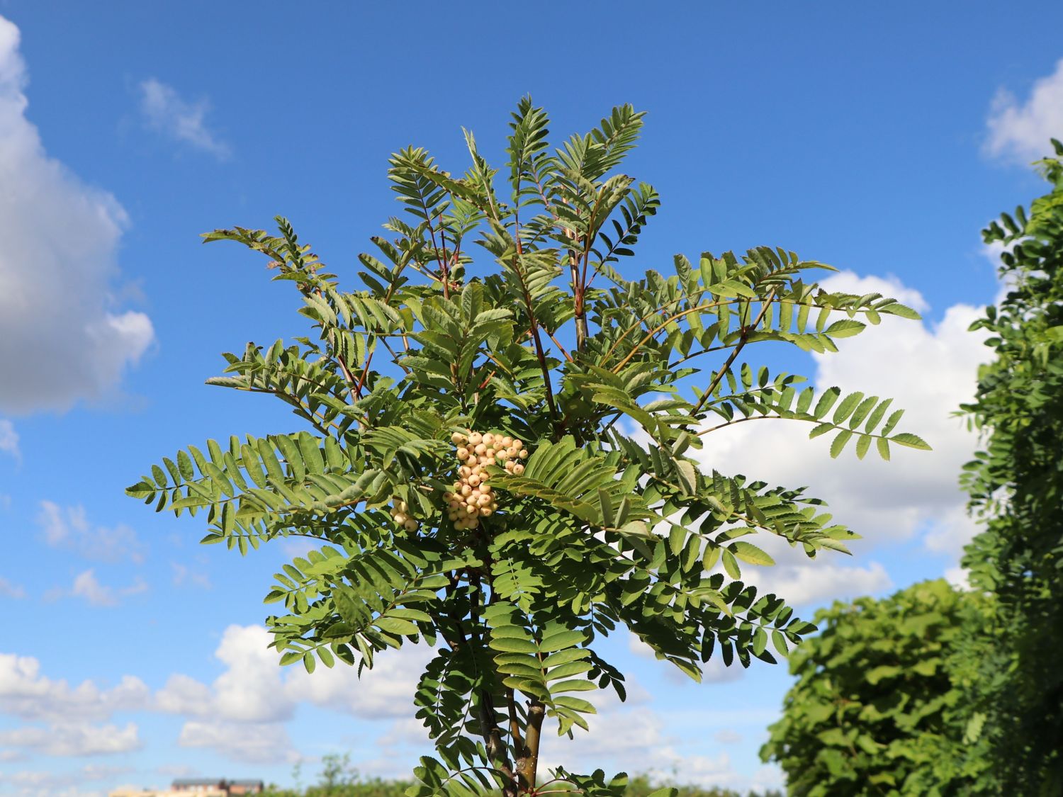 Mehlbeere 'White Magic'