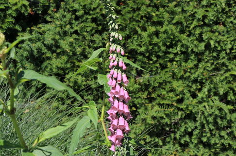 Mehrjähriger Fingerhut - Digitalis x mertonensis
