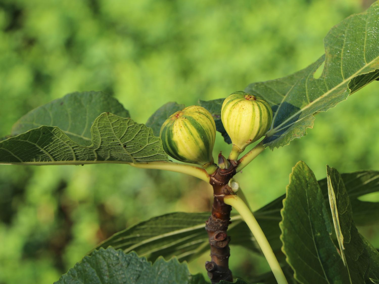 Melonen-Feige 'Panaché' - Ficus carica 'Panaché'