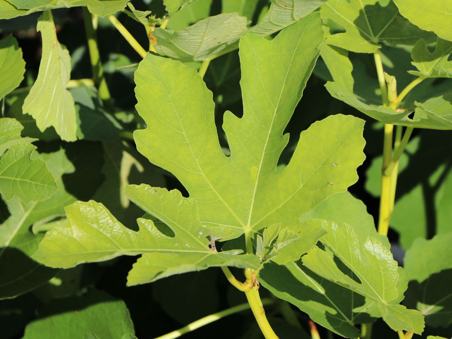 Melonen-Feige 'Panaché' - Ficus carica 'Panaché'