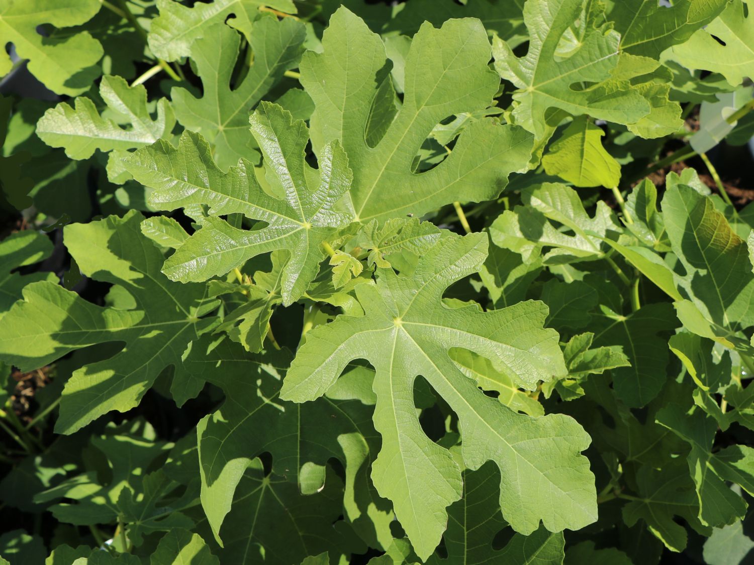 Melonen-Feige 'Panaché' - Ficus carica 'Panaché'