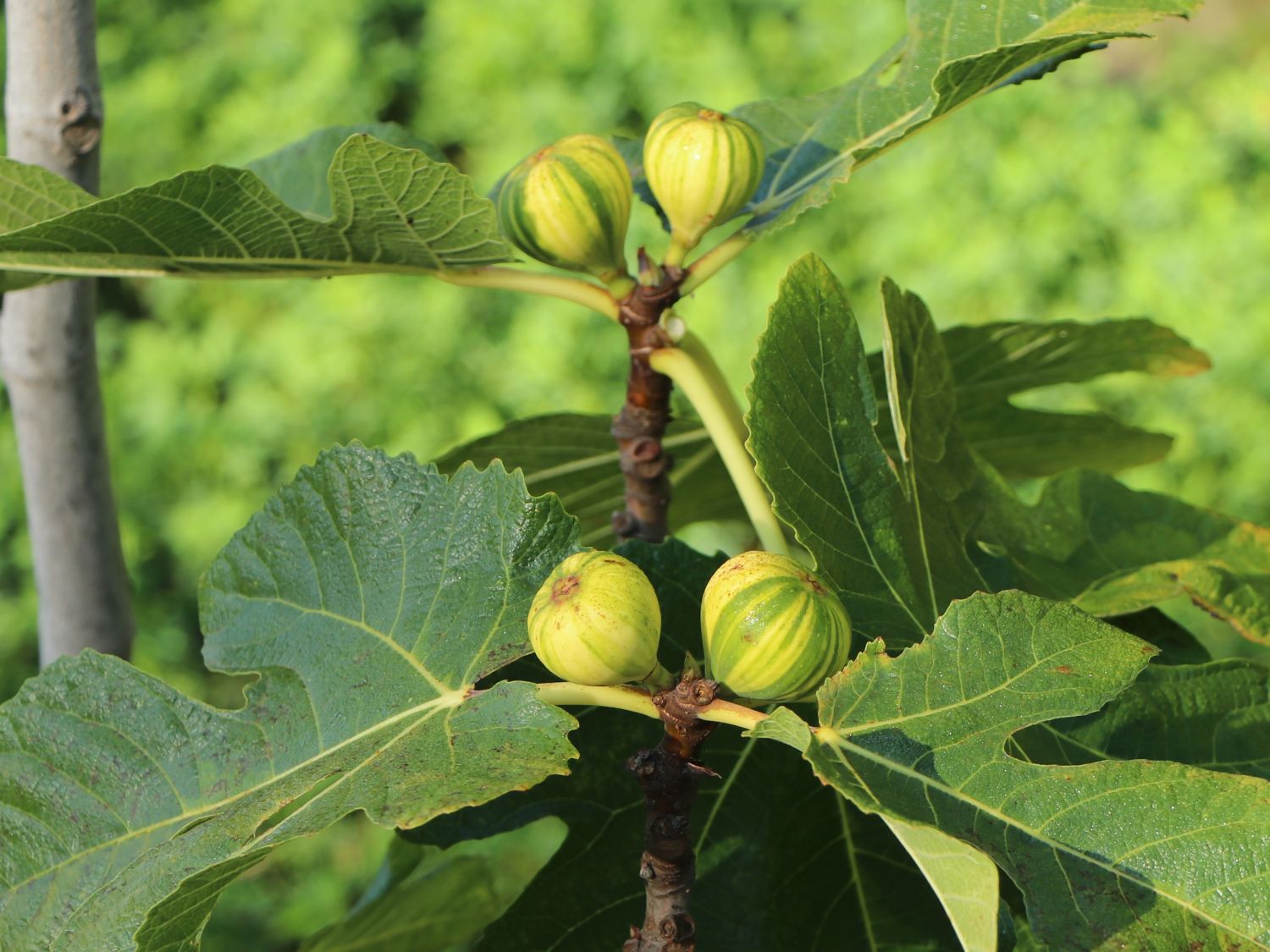 Melonen-Feige 'Panaché' - Ficus carica 'Panaché'