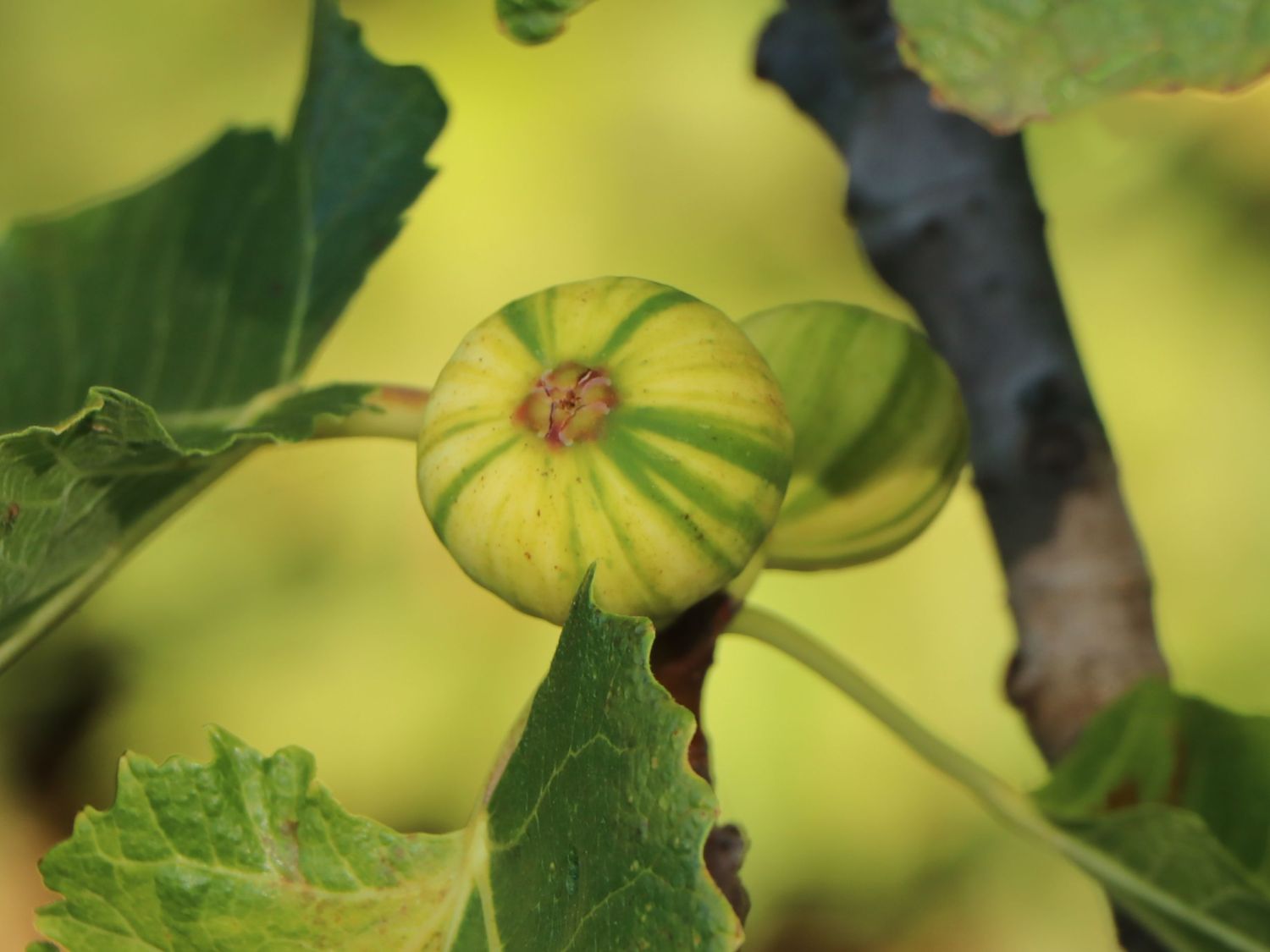 Melonen-Feige 'Panaché' - Ficus carica 'Panaché'
