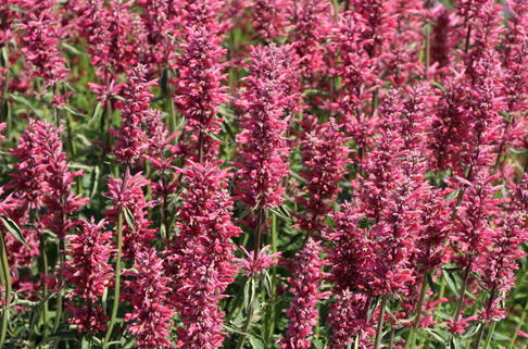 Mexikanische Duftnessel 'Red Fortune' - Agastache mexicana 'Red Fortune'
