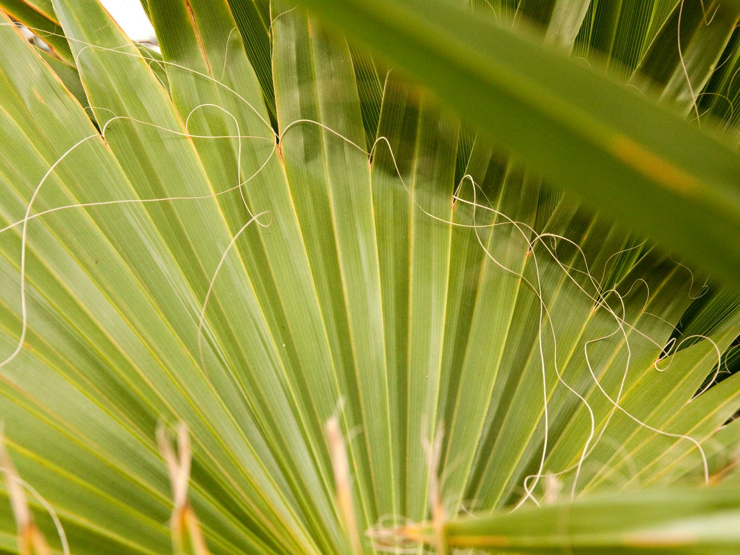 Washingtonia (Washingtonia)