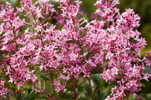 Meyer's Flieder Bloomerang ® 'Pink Perfume' - Syringa meyeri Bloomerang ® 'Pink Perfume'