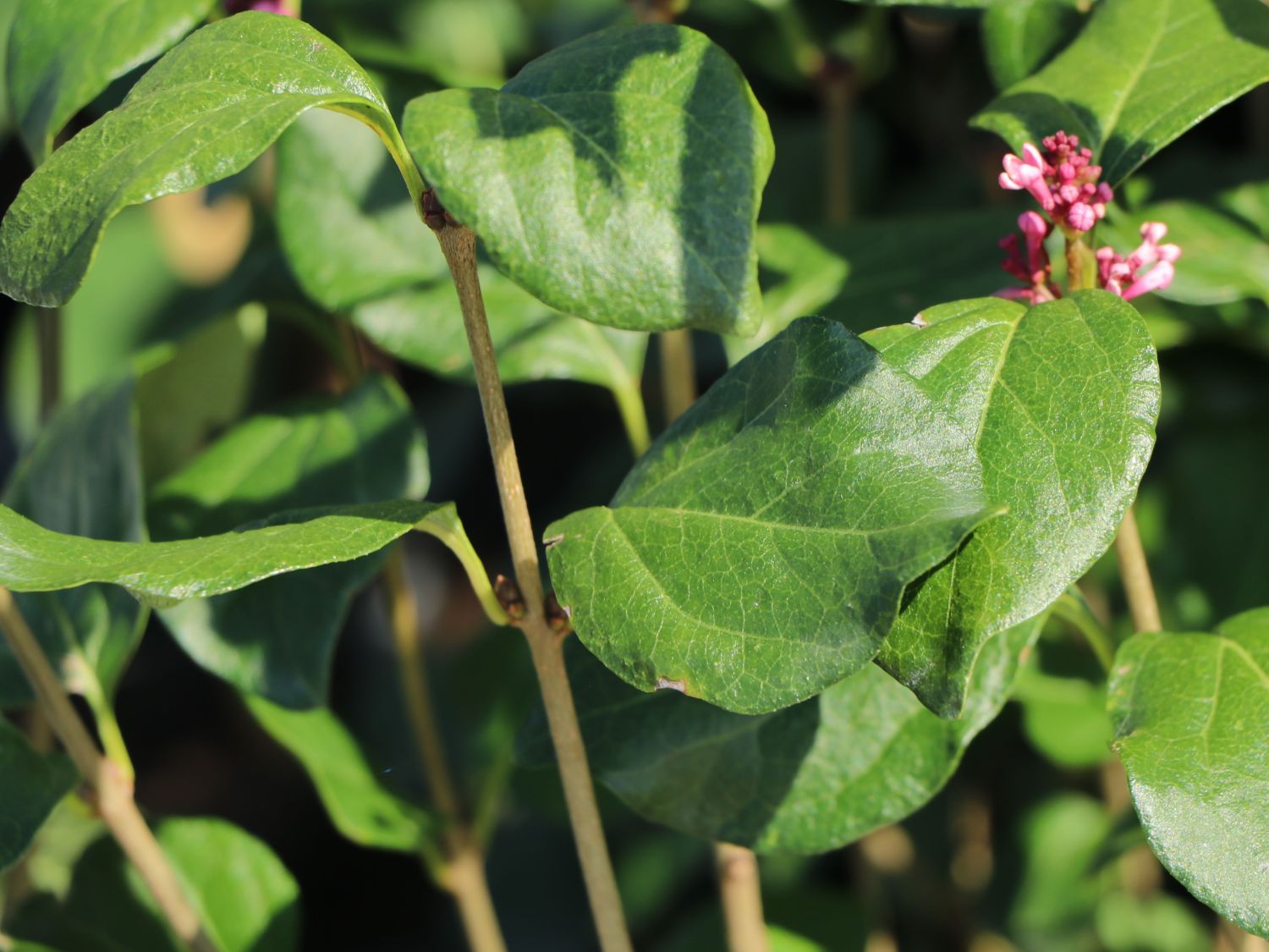 Meyer's Zwerg-Flieder Flowerfesta 'Pink' - Syringa meyeri Flowerfesta 'Pink'