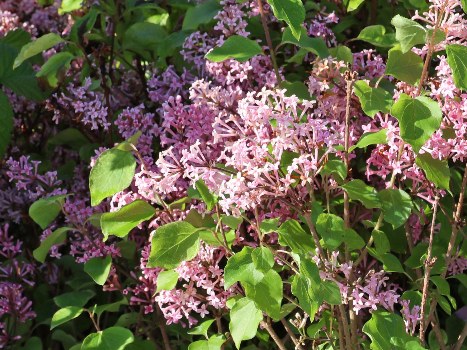Meyer's Zwerg-Flieder Flowerfesta 'Pink' - Syringa meyeri Flowerfesta 'Pink'