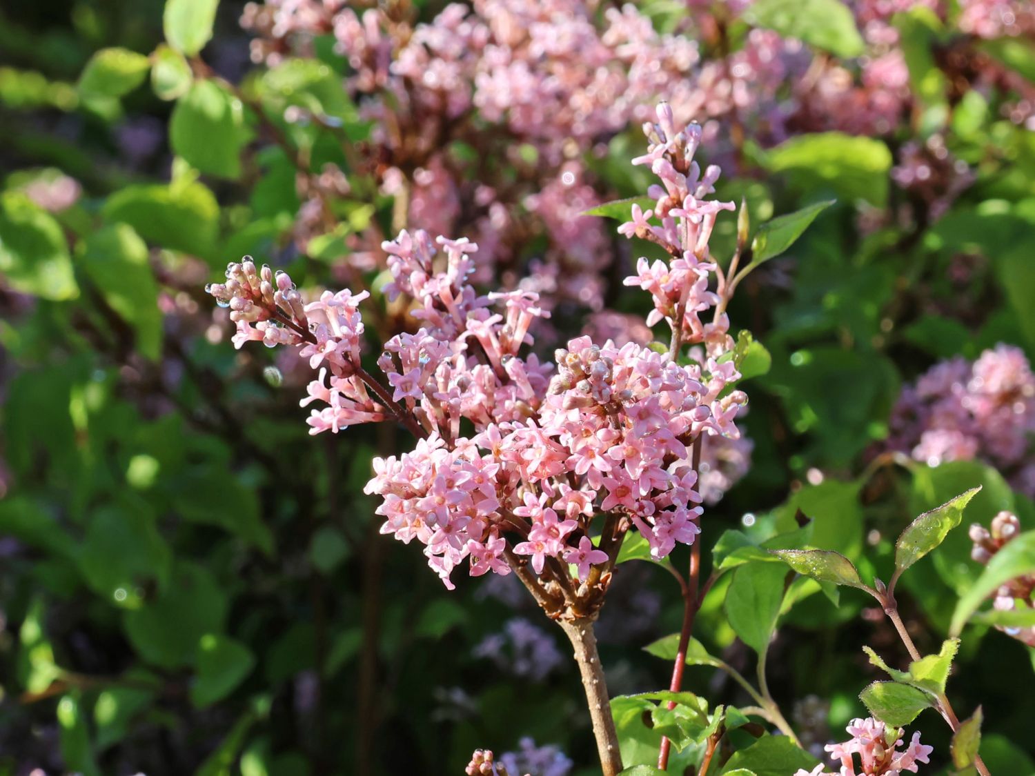 Meyer's Zwerg-Flieder Flowerfesta 'Pink' - Syringa meyeri Flowerfesta 'Pink'