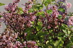 Meyer's Zwerg-Flieder Flowerfesta 'Pink' - Syringa meyeri Flowerfesta 'Pink'