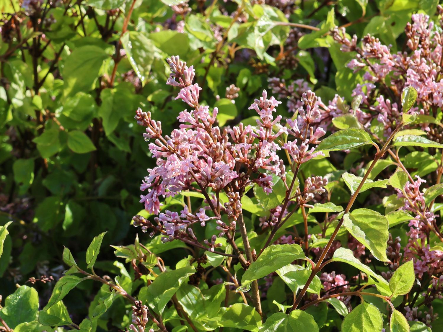 Meyer's Zwerg-Flieder Flowerfesta 'Pink' - Syringa meyeri Flowerfesta 'Pink'
