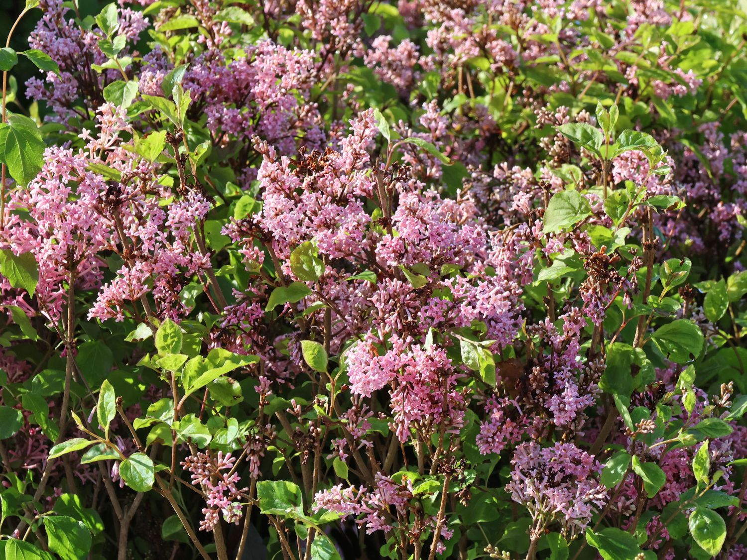 Meyer's Zwerg-Flieder Flowerfesta 'Pink' - Syringa meyeri Flowerfesta 'Pink'