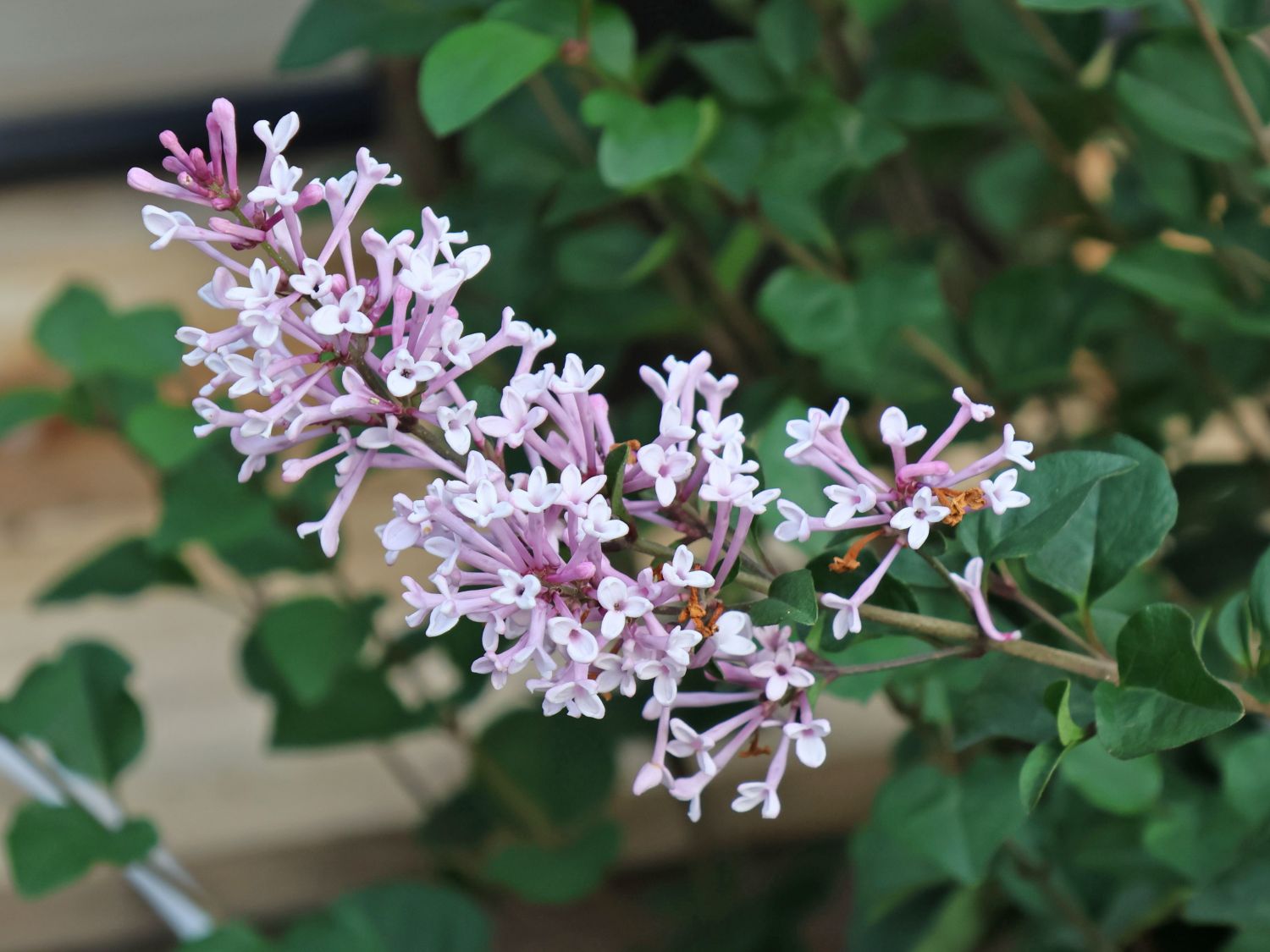 Meyer's Zwerg-Flieder Flowerfesta 'Purple' - Syringa meyeri Flowerfesta 'Purple'
