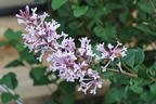 Meyer's Zwerg-Flieder Flowerfesta 'Purple' - Syringa meyeri Flowerfesta 'Purple'