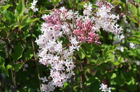 Meyer's Zwerg-Flieder Flowerfesta 'White' - Syringa meyeri Flowerfesta 'White'