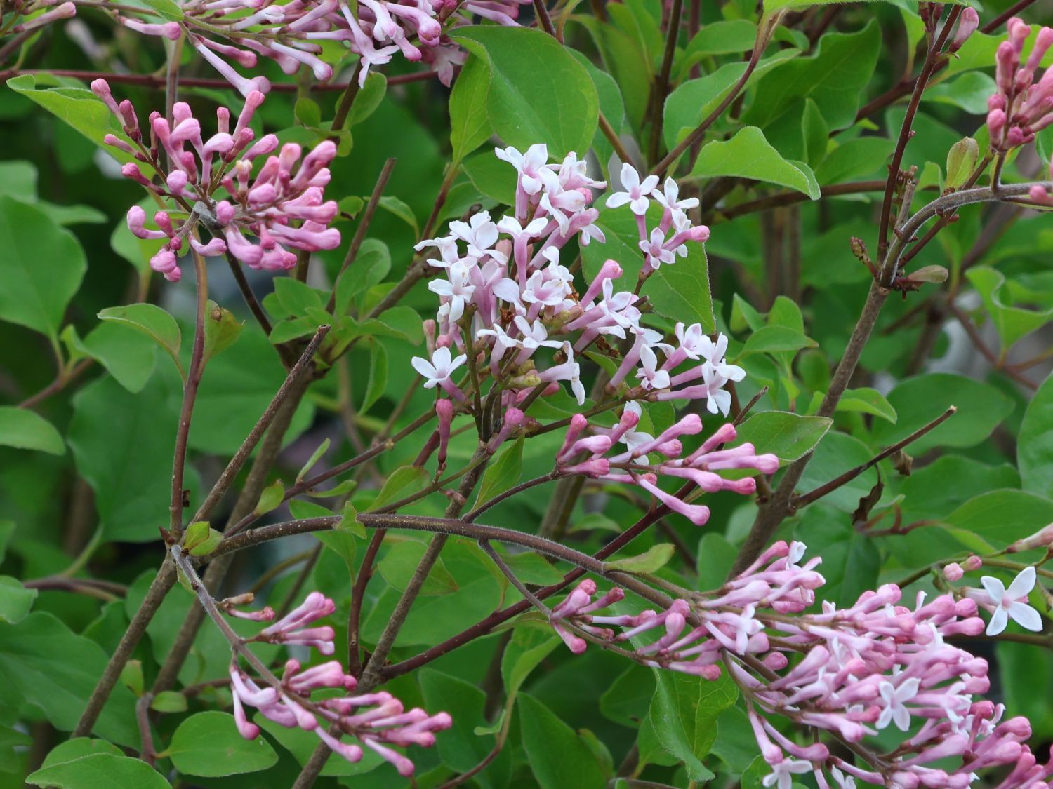 Meyer's Zwerg-Flieder Flowerfesta 'White' - Syringa meyeri Flowerfesta 'White'