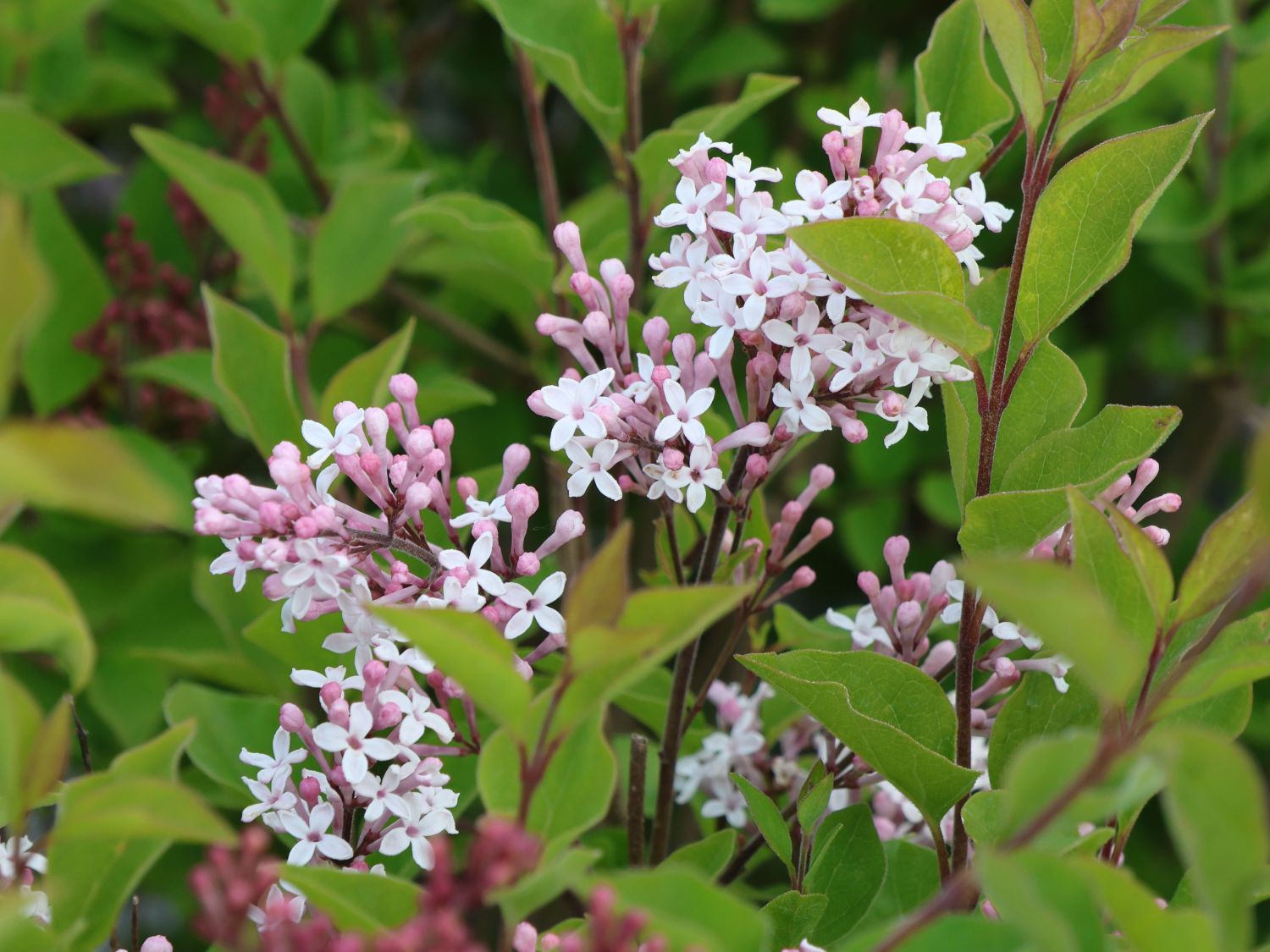 Meyer's Zwerg-Flieder Flowerfesta 'White' - Syringa meyeri Flowerfesta 'White'