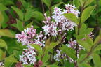 Meyer's Zwerg-Flieder Flowerfesta 'White' - Syringa meyeri Flowerfesta 'White'