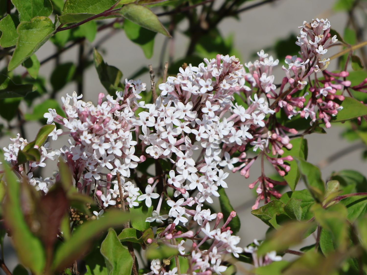 Meyer's Zwerg-Flieder Flowerfesta 'White' - Syringa meyeri Flowerfesta 'White'