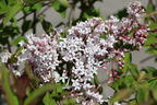 Meyer's Zwerg-Flieder Flowerfesta 'White' - Syringa meyeri Flowerfesta 'White'