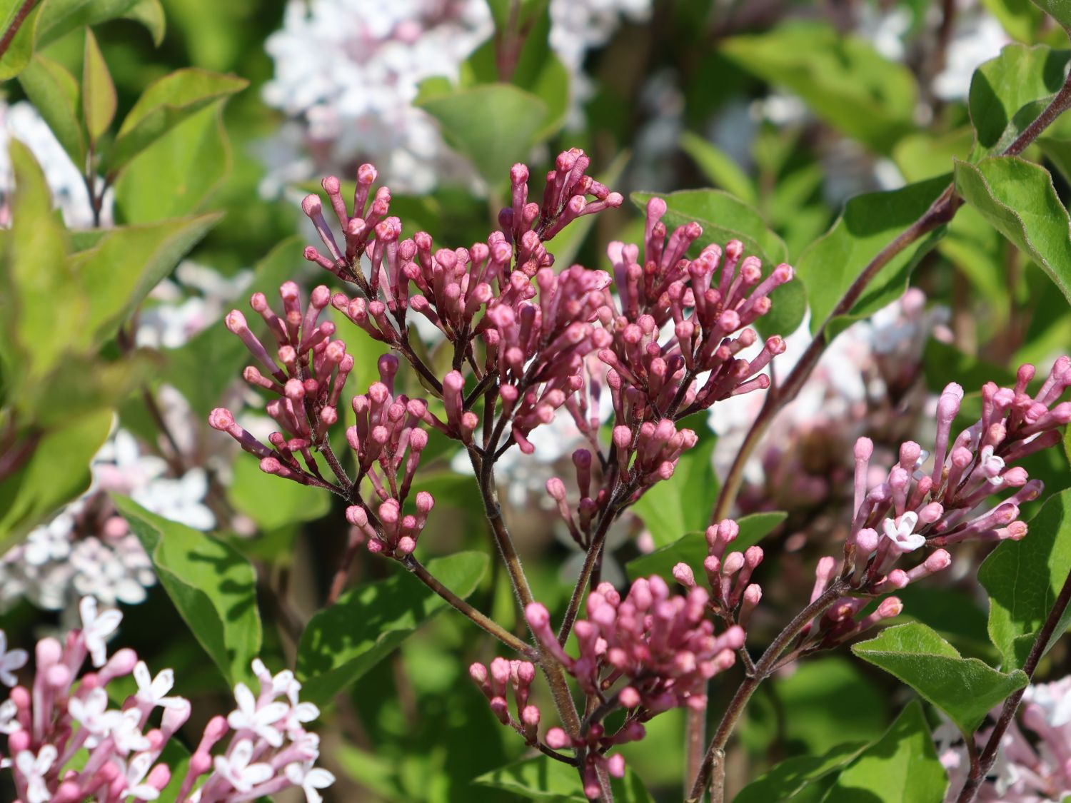 Meyer's Zwerg-Flieder Flowerfesta 'White' - Syringa meyeri Flowerfesta 'White'