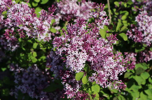 Meyer's Zwerg-Flieder 'Red Pixie' - Syringa meyeri 'Red Pixie'
