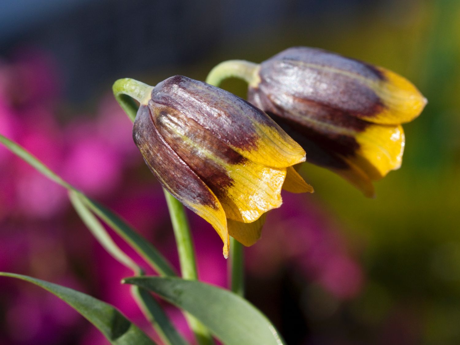 Türkische Schachbrettblume