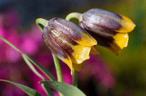 Türkische Schachbrettblume - Fritillaria michailovskyi