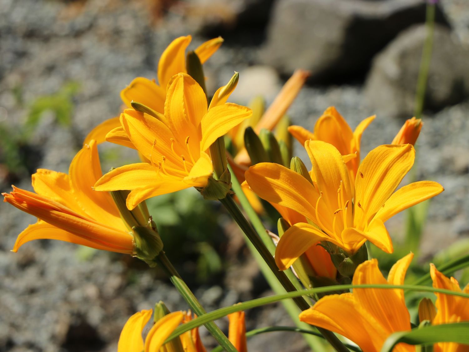 Middendorffs Taglilie