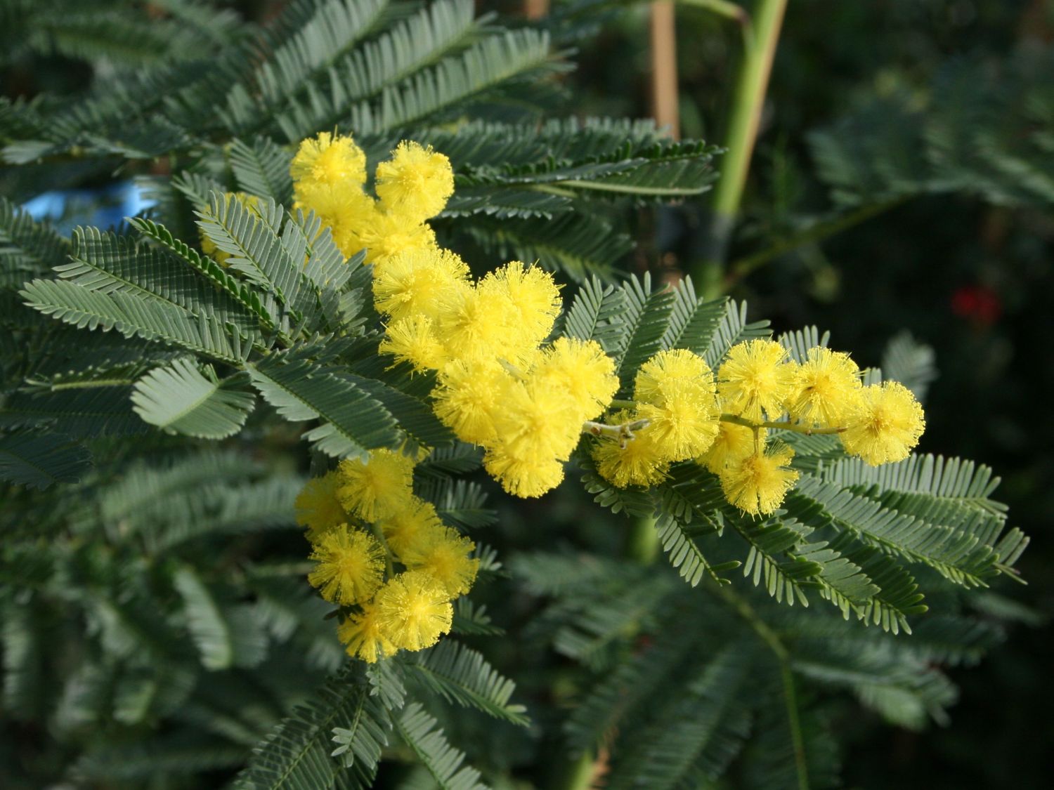 Akazien (Acacia)