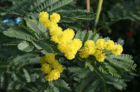 Mimose 'Gaulois Astier' - Acacia dealbata 'Gaulois Astier'