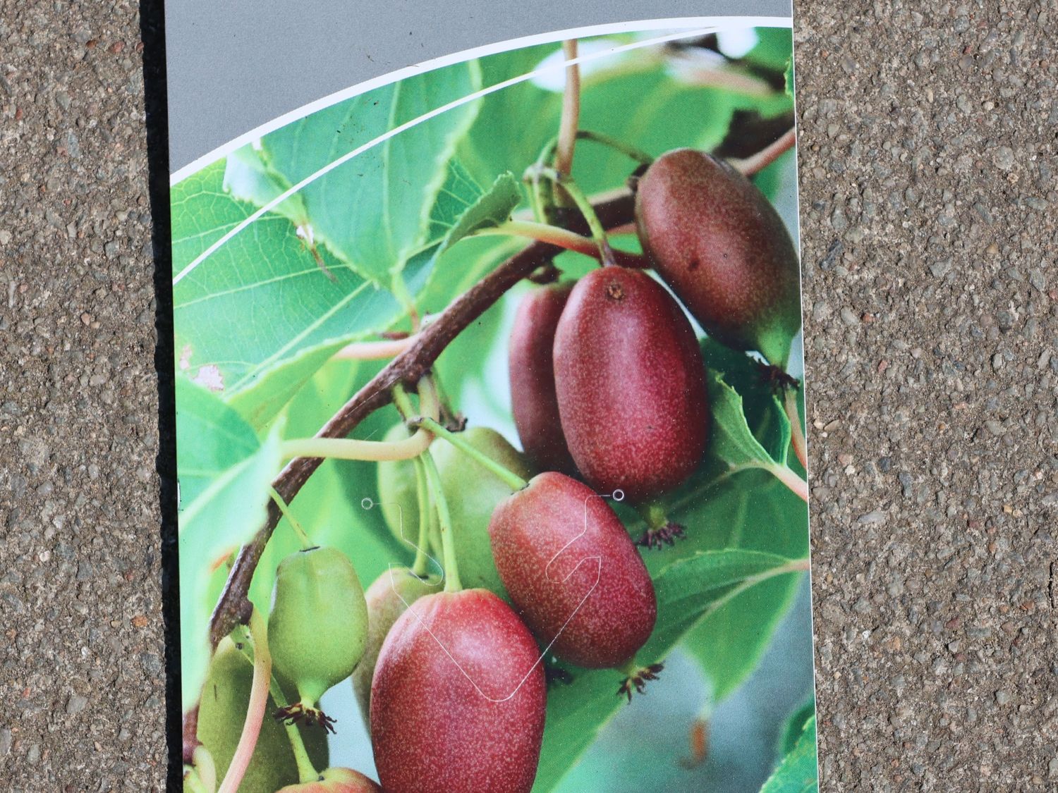 Mini-Kiwi KiwiBerry ® 'Red Jumbo'