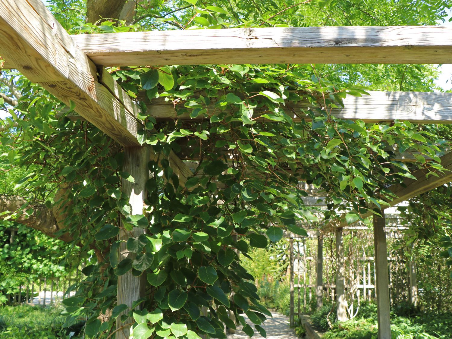 Mini-Kiwi (männlich)