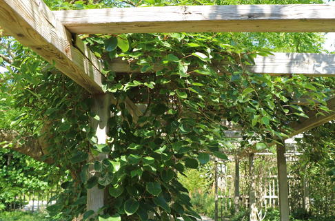 Mini-Kiwi (männlich) - Actinidia arguta (männlich)